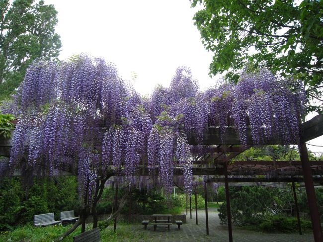 わぁ〜！　見ごろではないですか〜♪　　いい香り〜〜