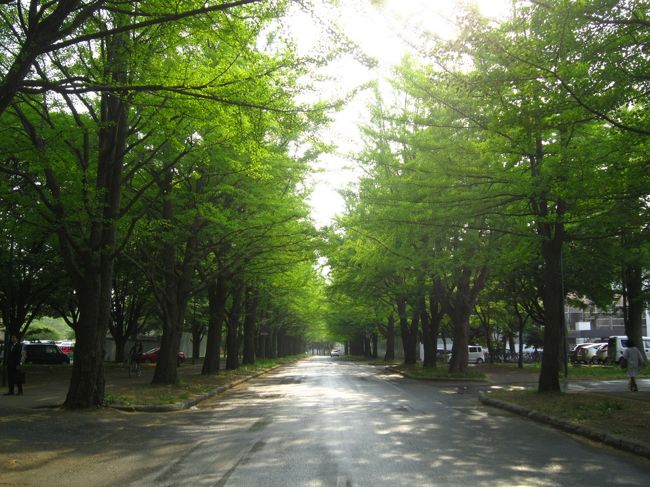 長さ約380mの道路の両側に70本のイチョウが植えられていているイチョウ並木！<br />新緑もいい雰囲気だわ〜☆<br /><br />そんな新緑の北大イチョウ並木は秋になると黄金色になる様は本当にみごと♪