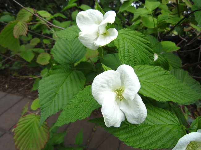 六花亭　百合ヶ原店に咲いていた、シロヤマブキ