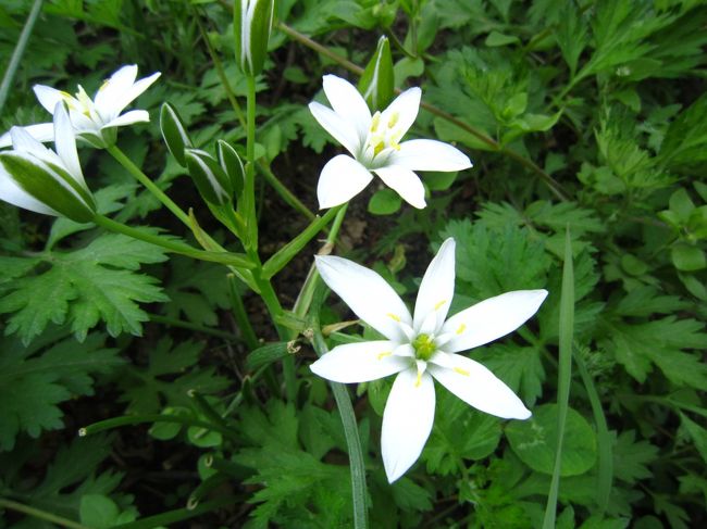 オーニソガラム・ウンベラタム　　という花。<br />舌をかみそうなので、覚えなくてもいいです(笑)