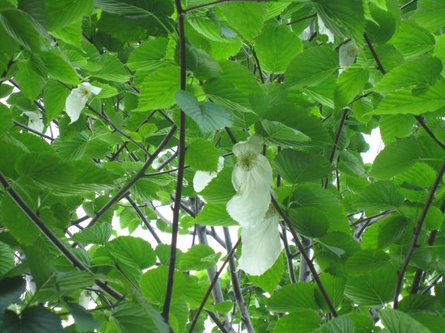 ハンカチノキっていうのよ♪<br />へぇ〜・・・どれどれ？　あ〜　ほんとだ〜♪ハンカチのようにひらひらした花が(^O^)