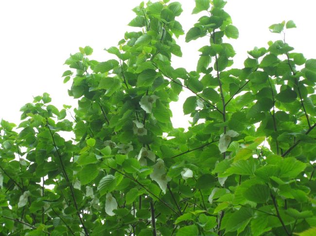 一人だったら全くただの木で見過ごしそう・・・<br />かずちゃんママに、教えていただいた木♪