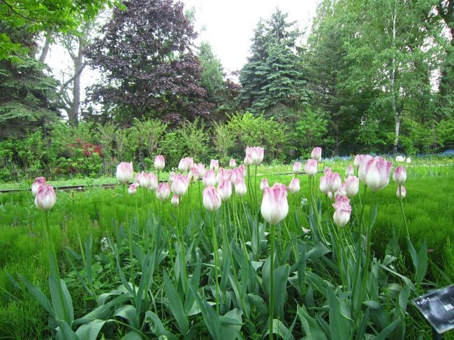 まだチューリップもたくさん咲いていますよ(*^。^*)