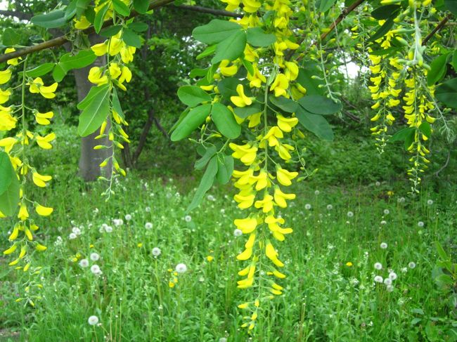 金鎖 （きんぐさり）<br />藤の花の黄色いバージョンのようですね〜♪<br />