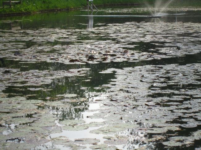 北大構内の≪大野池≫