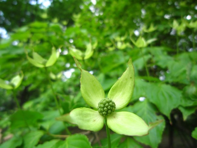 ポプラ並木の遊歩道にて。。。ヤマボウシ？に似た草花？