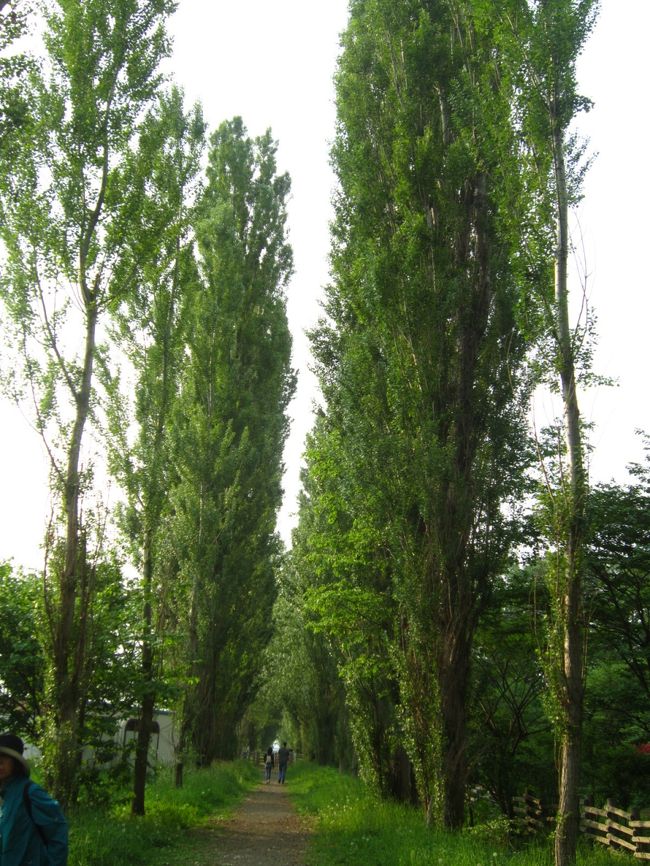 ≪ポプラ並木≫<br />2004年の台風18号で半数近くが倒壊しました。その後全国からの支援もあり70本の苗木の植樹が行われ、今では80メートルの散策が可能に。<br />