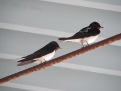 　ツバメ　途中立ち寄った産直所　鳴神の庄にて
七山産の胡瓜と　梅（梅酒用に）を購入しました。新鮮でお安いですよ。

　