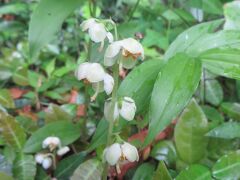 　イチヤクソウ　
咲いているだろうと、遠回りだけど来てよかった　八幡岳　(*^^)v