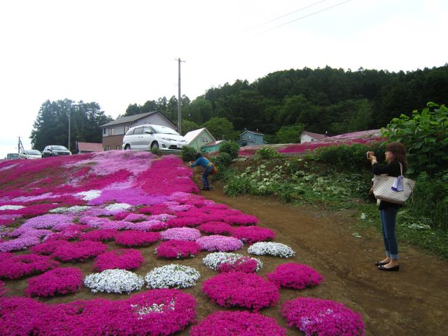 三島さんちの芝桜の丘の反対側はまだまだ綺麗でした！