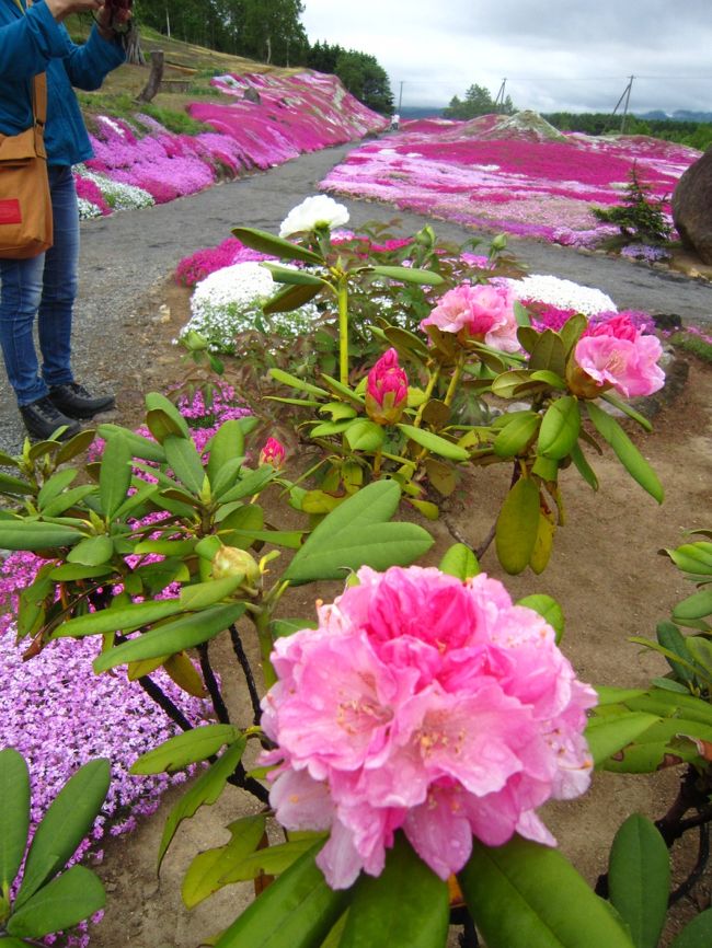 シャクナゲの花も、とても綺麗に咲いてます〜〜(#^.^#)