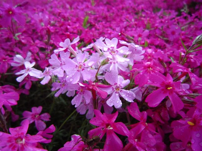 雨が降ったので、みずみずしい芝ざくらの花♪