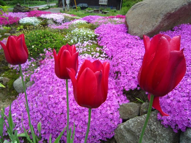 チューリップもまだまだ負けずにがんばってる！