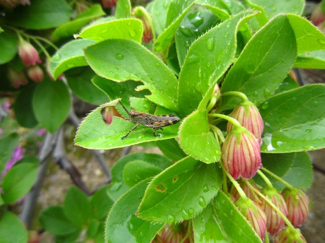 ドウダンツツジの花。。。可愛い〜