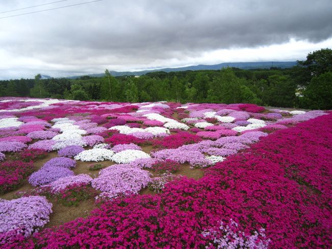 超〜満足して、向かった先は。。。<br />きーちゃん〜　三島さんちの芝桜行きたい♪　と、しっぽさん。<br /><br />イイよイイよ〜〜♪　でも咲いてるかな？　　１時間ちょっとで、倶知安へ着いた♪<br /><br />まだまだいけるじゃ〜ん\(^o^)／