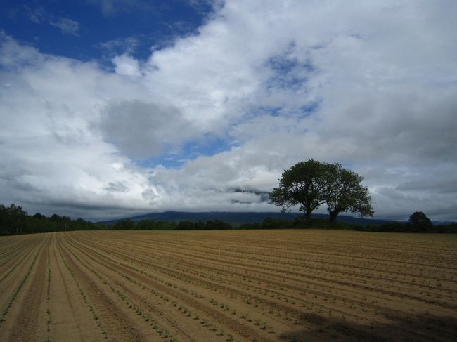 双子のサクランボの木にも行ってみた♪<br />んん〜〜ん(-_-;)　羊蹄山が雲に隠れて残念・・・だけどいいね♪