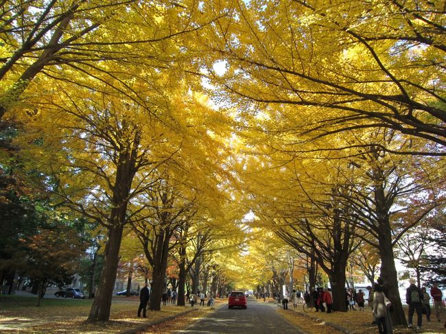 秋の見事な黄金色の様子が、これです☆<br />全く違う風景になります〜　2011年11月3日に行った様子です♪