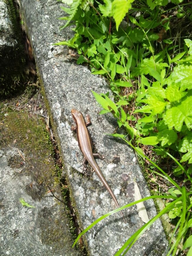 ちょっとしたハイキングで汗をかきましたが帰りの時間もあり入浴はしないで駅に戻りました。