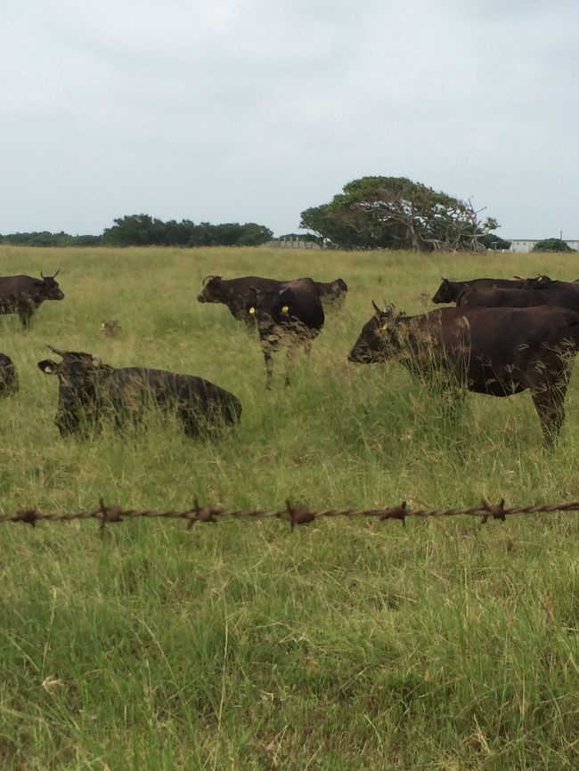 そして牛たち。