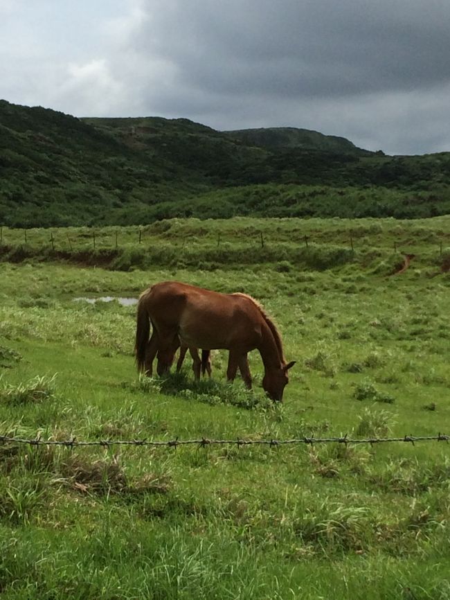 この島は馬と（与那国馬）とここも牛がいっぱいおります。