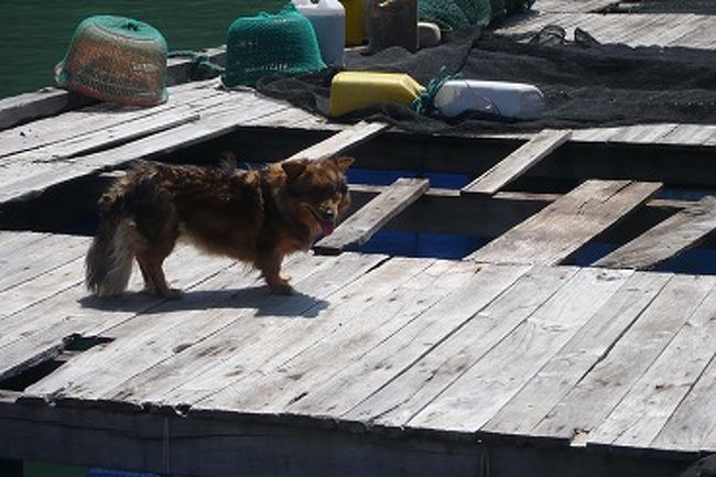 船上生活ワンコ