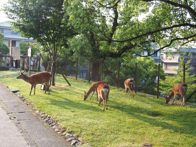 おお〜<br /><br />早速鹿さんと遭遇。
