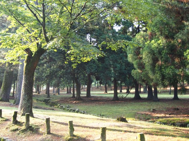 春日大社の木の枝は、どれもある一定の高さからしか生えていません。<br /><br />これは鹿が枝の若芽を食べてしまうせいで、鹿が食べられない高さからしか枝が伸びないのだとか。<br /><br />この現象をディアライン（鹿の目線）と言い、「鹿が周りを見渡せる」スペースなんですって。