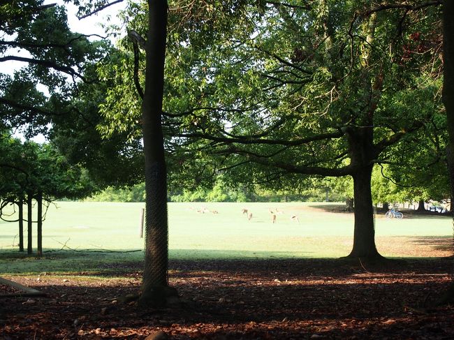 あちらに広がるのが『飛火野』。<br /><br />時間を知らせる狼煙を上げた場所だったそう。<br /><br />遣唐使である阿倍仲麻呂の有名な歌、<br /><br />「天の原　ふりさけ見れば　春日なる　三笠の山に　いでし月かも」<br /><br />は、この場所からの風景を思い出して詠った歌ということです。<br /><br />そういうお話を伺うと、感慨深いものがありますね。<br />