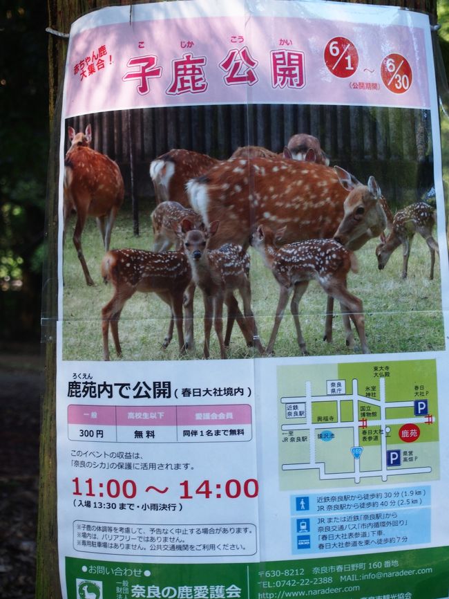 春日大社の鹿たちは神使いの子孫なので大切にされていますが、飼育しているものではないんだそう。<br /><br />現代でも時々白い鹿は産まれているとのことです。<br /><br />今時期、ちょうど小鹿が公開されているんですって！
