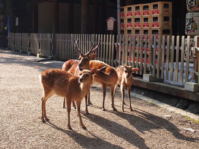 親子かしら。<br /><br />あなたたちもこの時間起きているということは素行不良ね。<br /><br />因みに鹿にはキャベツや大根の葉なども本当はあげてはいけないのだそうです。<br /><br />人間が食べるために改良されたものなので、野菜と言っても動物には糖分が高すぎるのだと神主さんが仰っていました。