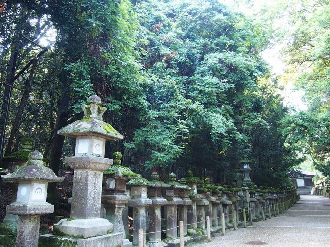 辺りに生える深い緑の木は『ナギ』。<br /><br />これだけ群生しているのはとても貴重なのだそう。<br /><br />春日大社では榊の代わりにこのナギが神事に使われるんだそうです。