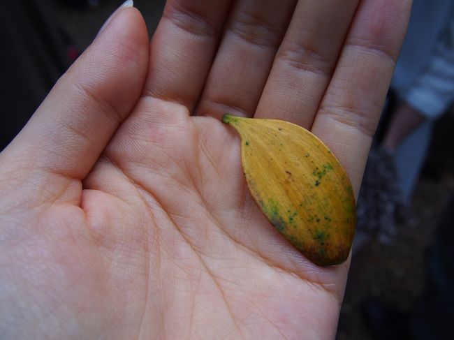 落ち葉となったナギの葉を神主さんが皆に回してくれました。<br /><br />葉脈が縦にしかないため、簡単には裂けない強い葉なのだとか。