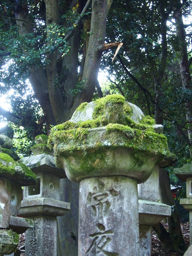 木が長い年月で朽ちると写真のように貝が口を閉じた形になってしまうのだそうです。