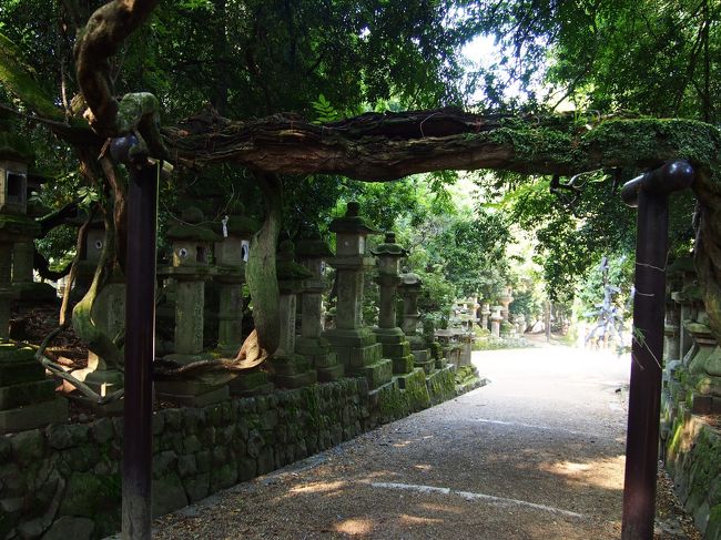 これ、鳥居と思ったら、上の部分は木の枝。<br /><br />藤かな？<br />花の咲く時期は綺麗なんでしょうね。