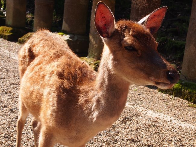 鹿ちん。<br /><br />この子は片目が白内障に罹っているっぽかった・・・
