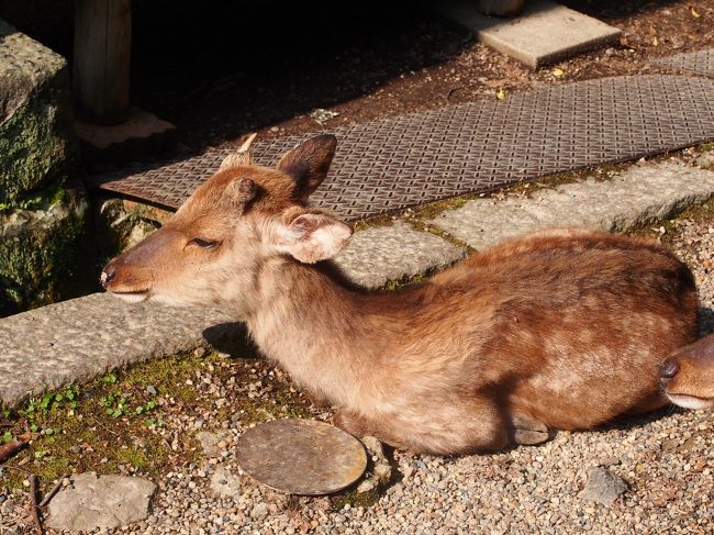 若いオス。<br /><br />角が生え始めています。