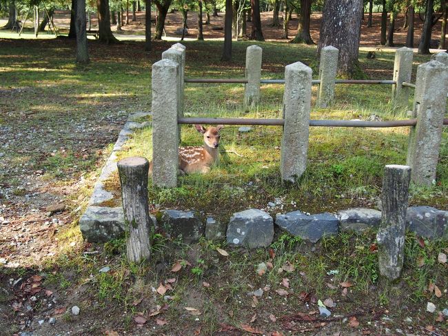 あ！？<br /><br />ちっちゃい鹿がいる！！