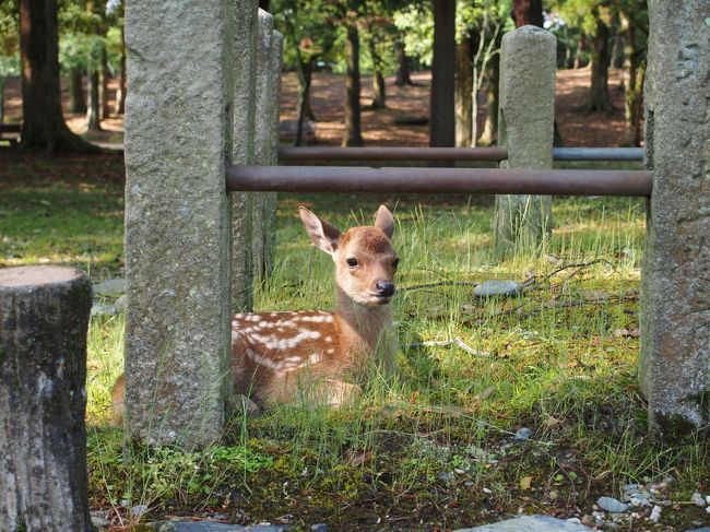 どうしたの？<br />お母さんんとはぐれちゃったのかな？<br /><br />今まで見てきた鹿よりも二回りほど小柄で可愛い〜