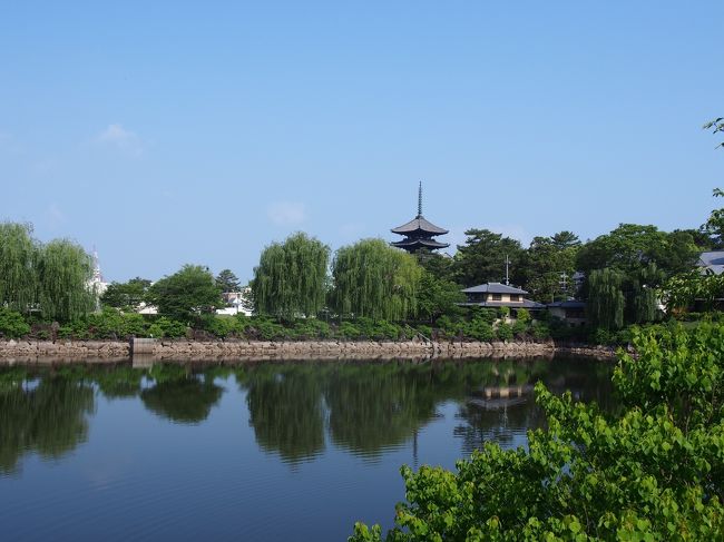 ８時半過ぎ。<br /><br />荒池の脇を通ると興福寺の五重塔が見えました。<br /><br />絶景！<br /><br />今日は良い天気になりそうだぁ。