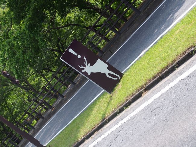 現在９時半。<br /><br />そろそろ宿に戻らねば。<br /><br />道路には『鹿注意』の看板。