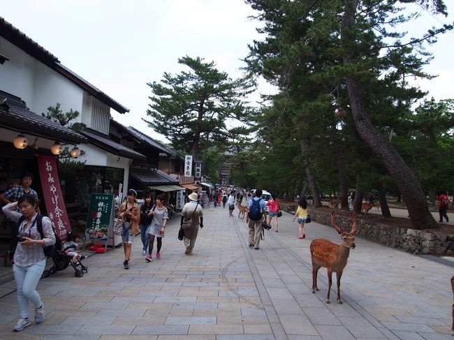 バス停　大仏殿春日大社前で下車。<br /><br />信号を渡ると、人と鹿の群れが。<br /><br />観光地の賑わいもウキウキして良いものです。