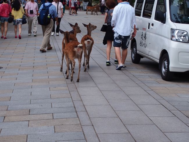 鹿せんべいに釣られて歩く鹿たち。