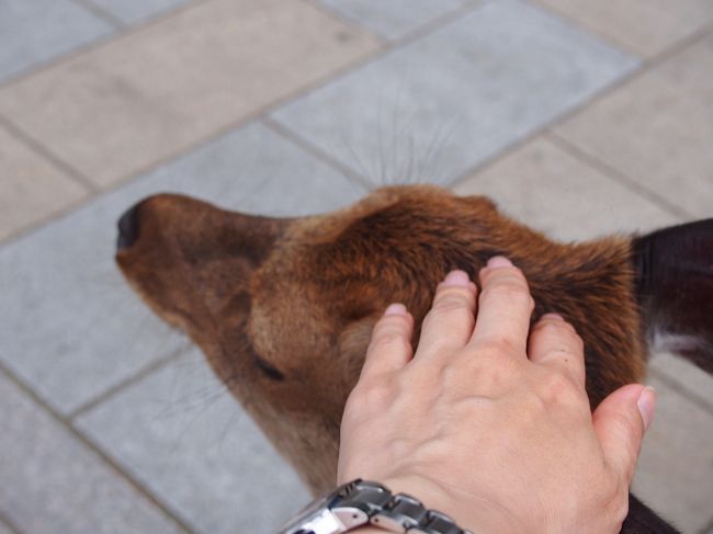 犬じゃありません。<br /><br />鹿を撫でています。<br /><br />鹿ってもっと怖いものかと思っていたけど、東大寺の鹿は人慣れしていて平気で触れました。<br /><br />春日大社の神主さんの話によると、鹿が危険なのは発情期の秋。オスの喧嘩に巻き込まれることがあるそう。<br />また、小鹿が生まれる春はメスが子供を守ろうと攻撃をしてくることがあるのだそうです。
