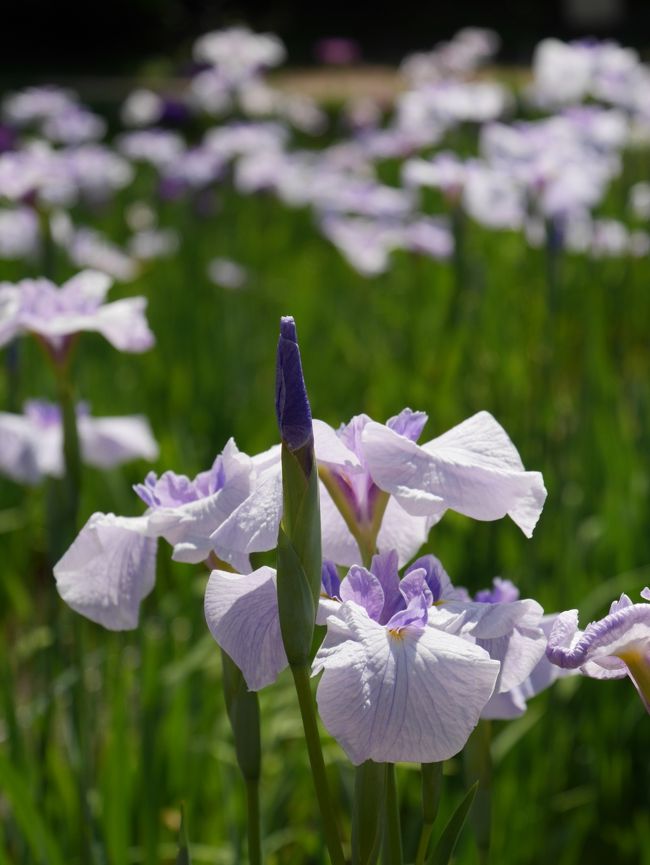 花菖蒲も見頃です。