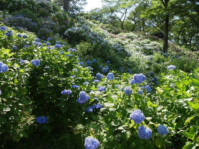 紫陽花もほぼ見頃を迎えています。