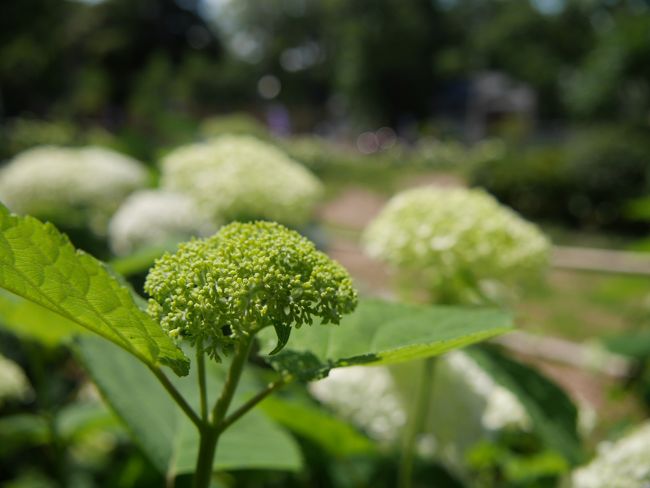 ブロッコリーのような紫陽花も。