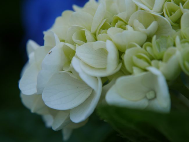 クリーム色をした紫陽花は気品があります。
