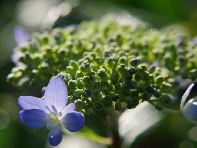 額紫陽花も咲いています。<br /><br />名前が表示されているといいのですが、残念ながら表示されていません。
