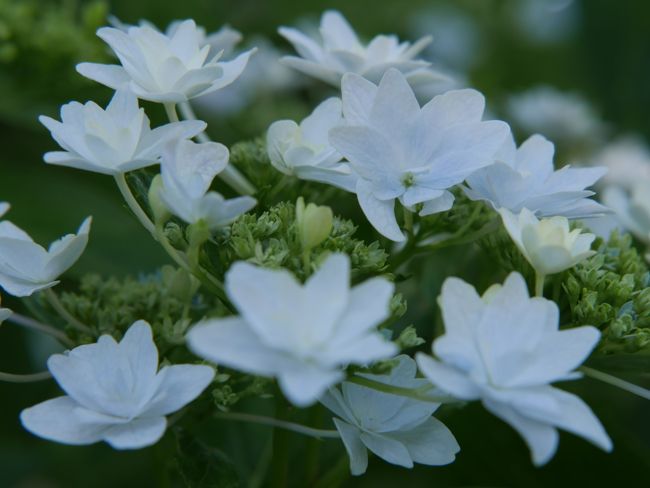 墨田の花火かな？<br /><br />パ〜ン、パ〜ンと音がしそう。