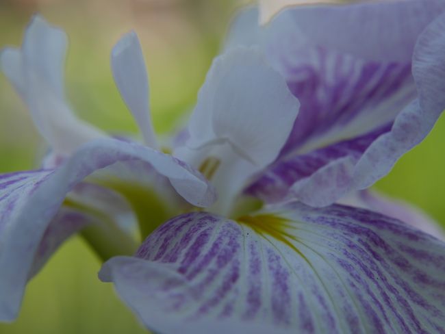 アップで菖蒲を。